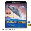 (優惠4K UHD) 座頭鯨 IMAX: Humpback Whales 4KUHD