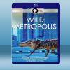  野性都市 Wild Metropolis (2018) 藍光25G