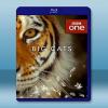 大貓 Big Cats (2018)  藍光影片25G