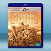 假如動物會攝影 Animals with Cameras (2018) 藍光影片25G